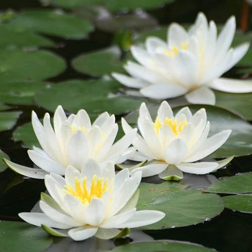 Water Lily Planting Kit - White 4 Water Lily Planting Kit - White - Image 2