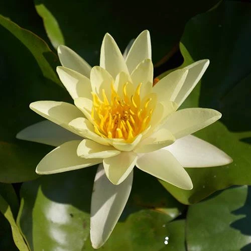 Water Lily Planting Kit - Yellow 3 Water Lily Planting Kit - Yellow