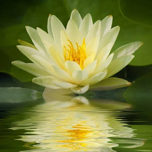 Water Lily Planting Kit - Yellow 4 Water Lily Planting Kit - Yellow - Image 2