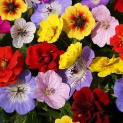 'Festival Mix' Geranium & Potentilla