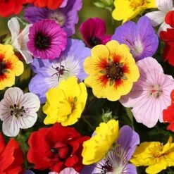 'Festival Mix' Geranium & Potentilla -Yougarden Shop 580039 2