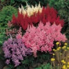 Astilbe Plum Bouquet Mix -Yougarden Shop 580058