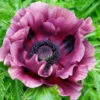 Papaver 'Patty's Plum' -Yougarden Shop 580059