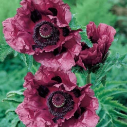 Papaver 'Patty's Plum' -Yougarden Shop 580059 2
