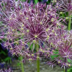 Allium 'Christophii' -Yougarden Shop 600120 2