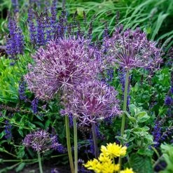 Allium 'Christophii' -Yougarden Shop 600120 3