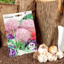 Allium 'Christophii' -Yougarden Shop 600120 4