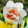 Daffodil 'Replete' -Yougarden Shop 600161