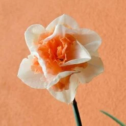 Daffodil 'Replete' -Yougarden Shop 600161 2