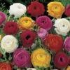 Ranunculus Mix -Yougarden Shop 600214