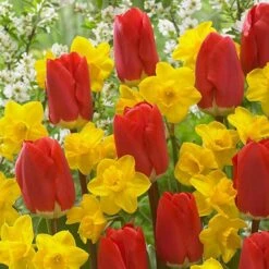 'Early Red' Tulip and Narcissus Daffodil 'T?te-?-T?te' Mix