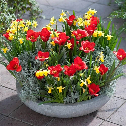 'Early Red' Tulip and Narcissus Daffodil 'T?te-?-T?te' Mix 4 'Early Red' Tulip and Narcissus Daffodil 'T?te-?-T?te' Mix - Image 2