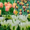 Tulip Dual Colour Collection 2 Tulip Dual Colour Collection -Yougarden Shop 600400