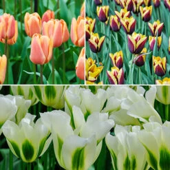 Tulip Dual Colour Collection