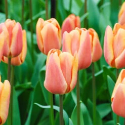 Tulip Dual Colour Collection -Yougarden Shop 600400 2