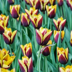 Tulip Dual Colour Collection -Yougarden Shop 600400 3