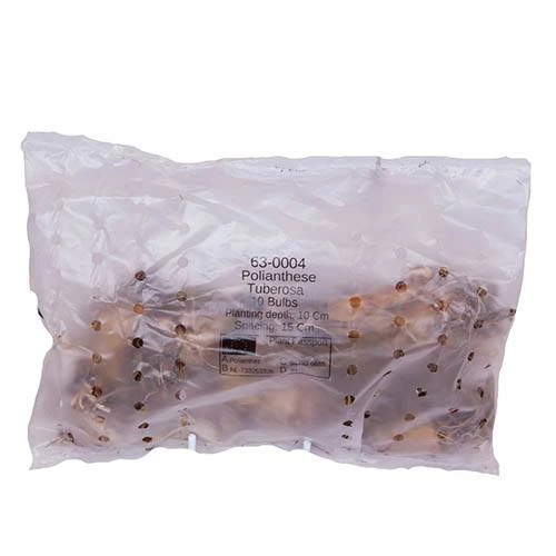 Polianthes Tuberosa 'The Pearl' 7 Polianthes Tuberosa 'The Pearl' - Image 5