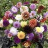 Mixed Dahlias - Hybridisers Mix -Yougarden Shop 630005