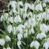 Single-Flowered Snowdrops 'In The Green' -Yougarden Shop 630009