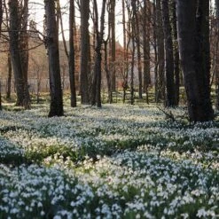 Single-Flowered Snowdrops 'In The Green' -Yougarden Shop 630009 2