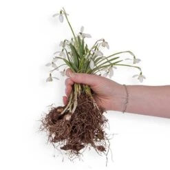 Single-Flowered Snowdrops 'In The Green' -Yougarden Shop 630009 4