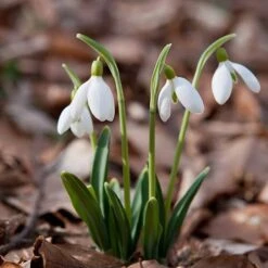 Single-Flowered Snowdrops 'In The Green' -Yougarden Shop 630009 6