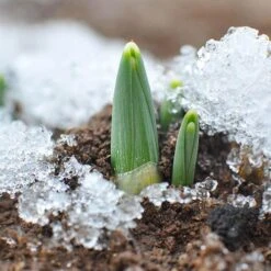 Single-Flowered Snowdrops 'In The Green' -Yougarden Shop 630009 7