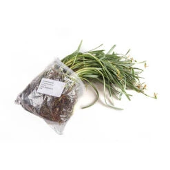 Single-Flowered Snowdrops 'In The Green' -Yougarden Shop 630009 8