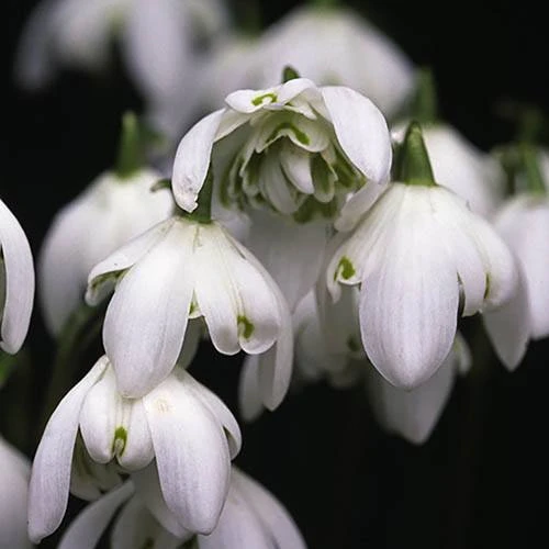 Double-Flowered Snowdrops 'In The Green' 4 Double-Flowered Snowdrops 'In The Green' - Image 2