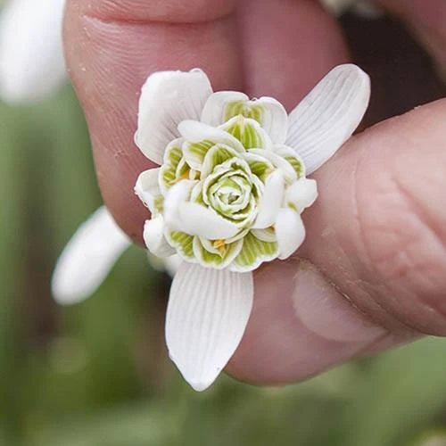 Double-Flowered Snowdrops 'In The Green' 5 Double-Flowered Snowdrops 'In The Green' - Image 3