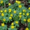 British Native Aconites 'In The Green' -Yougarden Shop 630012