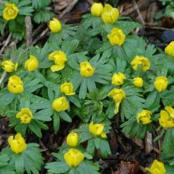 British Native Aconites 'In The Green'