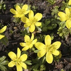 British Native Aconites 'In The Green' -Yougarden Shop 630012 2