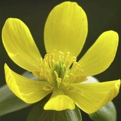 British Native Aconites 'In The Green' -Yougarden Shop 630012 3
