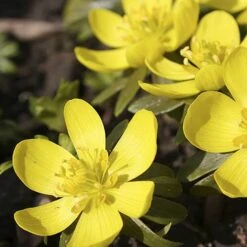 British Native Aconites 'In The Green' -Yougarden Shop 630012 4