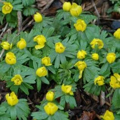 British Native Aconites 'In The Green' -Yougarden Shop 630012 5