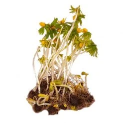 British Native Aconites 'In The Green' -Yougarden Shop 630012 6