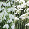 Single & Double Snowdrops 'In The Green' Twinpack -Yougarden Shop 630014