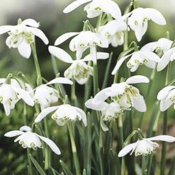 Single & Double Snowdrops 'In The Green' Twinpack -Yougarden Shop 630014 2