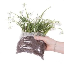 Single & Double Snowdrops 'In The Green' Twinpack -Yougarden Shop 630014 6