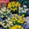 Miniature Daffodils -Yougarden Shop 630029