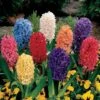 Mixed Hyacinths -Yougarden Shop 630034