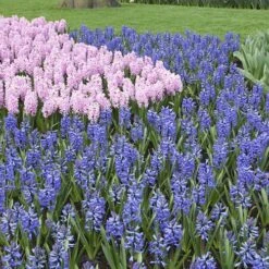 Mixed Hyacinths 10 Mixed Hyacinths -Yougarden Shop 630034 3