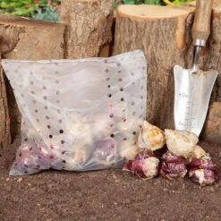 Mixed Hyacinths 11 Mixed Hyacinths -Yougarden Shop 630034 4