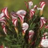 Candy Cane Sorrel (Oxalis Versicolour) -Yougarden Shop 630043