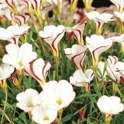 Front Page -Yougarden Shop 630043 1