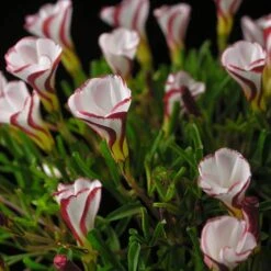 Candy Cane Sorrel (Oxalis Versicolour) -Yougarden Shop 630043 2