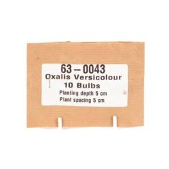 Candy Cane Sorrel (Oxalis Versicolour) -Yougarden Shop 630043 3