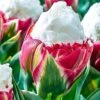 Tulip 'Ice Cream' -Yougarden Shop 630049