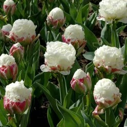 Tulip 'Ice Cream' -Yougarden Shop 630049 2